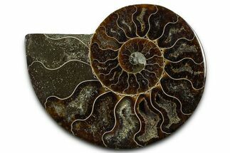 Cut & Polished Ammonite Fossil (Half) - Madagascar #377610