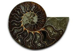 Cut & Polished Ammonite Fossil (Half) - Madagascar #377616