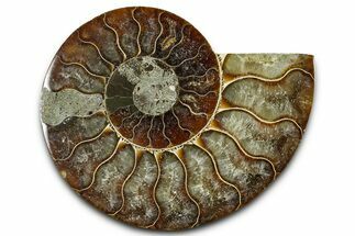 Cut & Polished Ammonite Fossil (Half) - Madagascar #377619