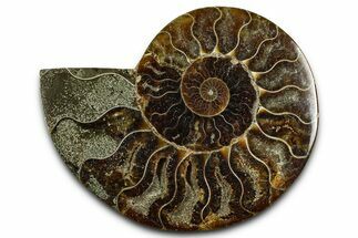 Cut & Polished Ammonite Fossil (Half) - Madagascar #377623