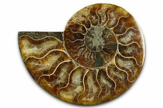 Cut & Polished Ammonite Fossil (Half) - Madagascar #377632