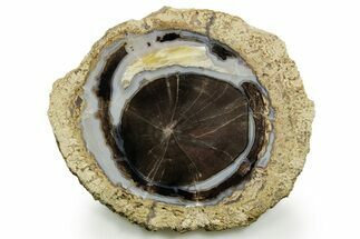 Petrified Wood (Schinoxylon) Round - Blue Forest, Wyoming #377583
