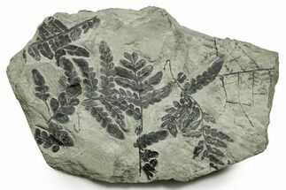 Carboniferous Fossil Fern (Odontopteris) Plate - France #377534