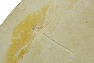 Detailed Fossil Dragonfly - Solnhofen #377591