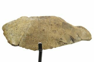 Fossil Dinosaur (Pachycephalosaurus) Skull Section w/ Stand #377746
