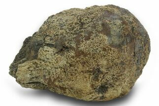 Sub-Adult Dinosaur (Triceratops) Occipital Condyle - Wyoming #377760