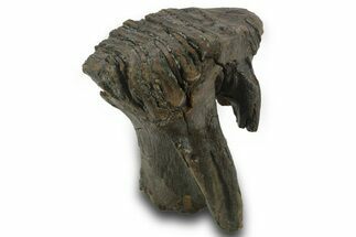 Fossil Woolly Mammoth Molar - Siberia #377766