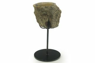 Theropod Dinosaur Agatized Limb Section W Metal Stand - Texas #377877