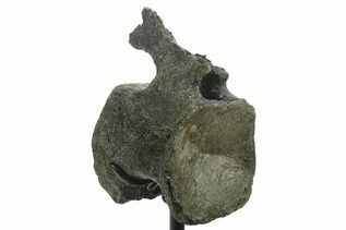 Dinosaur Fossils For Sale