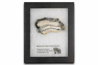 Mammoth Molar Slice With Case - South Carolina #377774