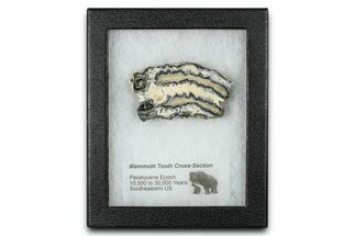 Mammoth Molar Slice With Case - South Carolina #377775