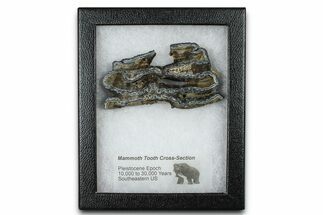 Mammoth Molar Slice With Case - South Carolina #377776