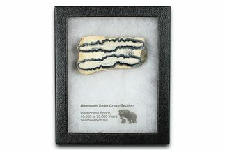 Mammoth Molar Slice With Case - South Carolina #377781