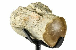 Fossil Mosasaur Vertebra w/ Metal Stand - Texas #377881