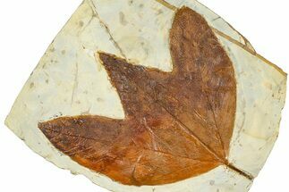 Fossil Sycamore Leaf (Macginitiea) - Montana #377882
