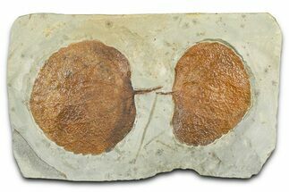 Wide Plate with Two Fossil Leaves (One Species) - Montana #377899