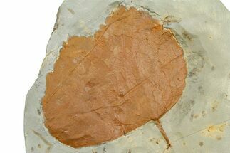 Paleocene Fossil Leaf (Zizyphoides) - Montana #377908