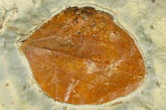 Paleocene Fossil Leaf (Zizyphoides) - Montana #377919