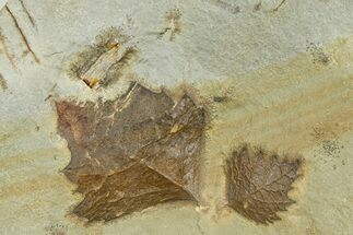 Wide Plate with Two Fossil Leaves (Archeampelos) - Montana #377920