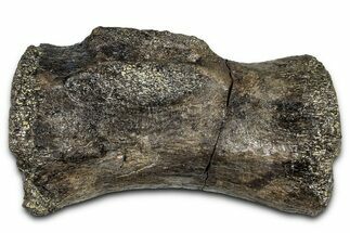 Sauropod (Diplodocus?) Distal Caudal Vertebra - Wyoming #377935