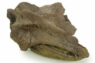 Dinosaur Tendons, Bone, and Gar Scale in Sandstone - Wyoming #377762