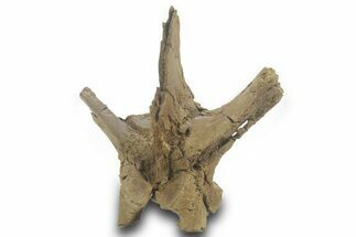 Hadrosaur (Edmontosaurus?) Dorsal Vertebral Arch - Wyoming #377959