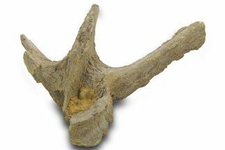 Hadrosaur (Edmontosaurus?) Dorsal Vertebral Arch - Wyoming #377965