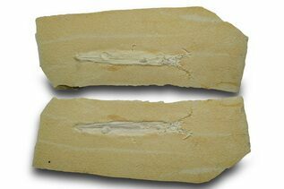 Belemnites & Straight Cephalopods For Sale