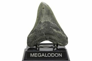 Serrated, Fossil Megalodon Tooth - North Carolina #378010