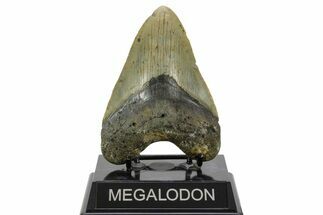 Fossil Megalodon Tooth - North Carolina #378015