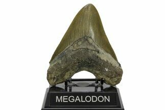 Serrated, Fossil Megalodon Tooth - North Carolina #378023