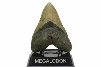 Serrated, Fossil Megalodon Tooth - North Carolina #378027