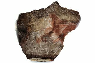 Polished Petrified Wood (Oak) Slab - Swartz Canyon, Oregon #378189