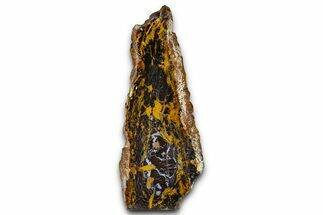 Freestanding Polished Petrified Shrinkwood - Parker, Colorado #378000