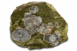 Polished Mushroom Jasper Section - Arizona #378032