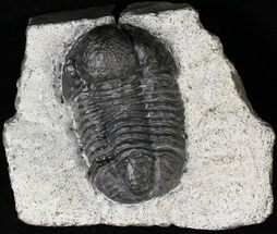 Large Gerastos Trilobite Fossil #19662