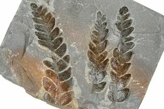 Carboniferous Fossil Fern (Lescuropteris) Plate - France #378046