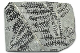Carboniferous Fossil Fern (Pecopteris) - France #378052