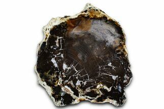 Polished Petrified Shrinkwood Slab - Parker, Colorado #378087