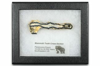 Mammoth Molar Slice With Case - South Carolina #377852