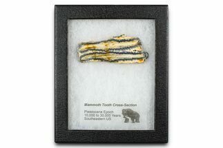 Mammoth Molar Slice With Case - South Carolina #377855