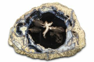 Petrified Wood (Schinoxylon) End-Cut - Blue Forest, Wyoming #377960