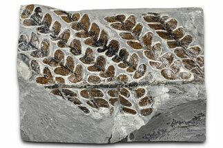 Carboniferous Fossil Fern (Lescuropteris) - France #378039