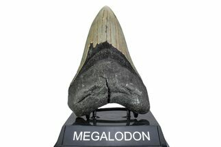 Serrated, Fossil Megalodon Tooth - North Carolina #378028