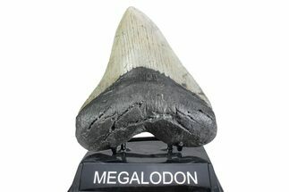 Serrated, Fossil Megalodon Tooth - North Carolina #378050