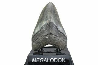 Serrated, Fossil Megalodon Tooth - North Carolina #378055