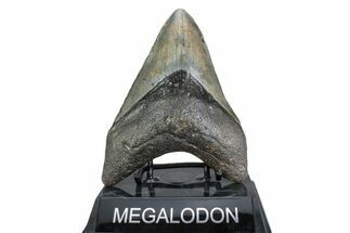 Fossil Megalodon Tooth - North Carolina #378061