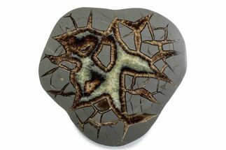 Polished Septarian Nodule End-Cut - Utah #378355