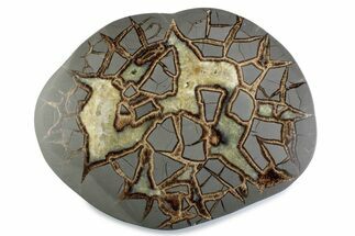 Polished Septarian Nodule End-Cut - Utah #378408