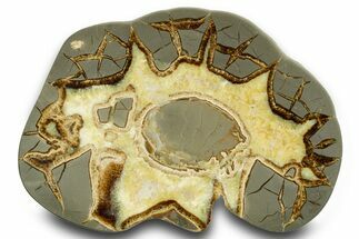 Polished Septarian Slab with Ammonite Fossil - Utah #378481